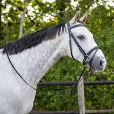 A horse wearing a bridle with reins used by a rider for guidance.
