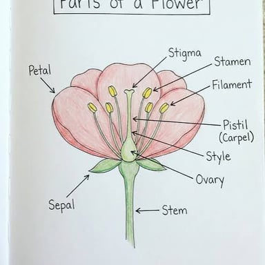 A flower diagram identifying the pistil, including its stigma, style, and ovary.