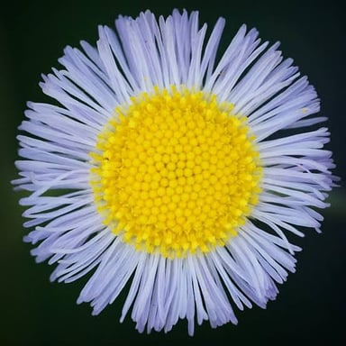 A fleabane plant with small daisy-like flowers