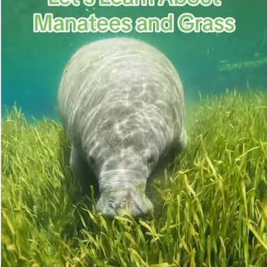 A manatee swimming in shallow water near underwater plants.