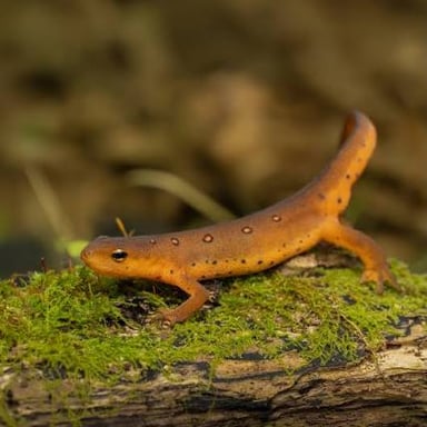 A brightly colored juvenile newt, known as an eft, on a forest floor.