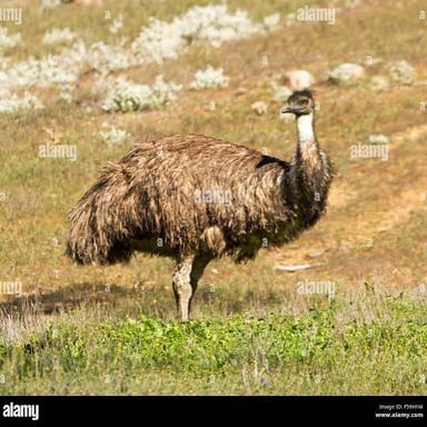 A large, long-legged emu standing in open grassland