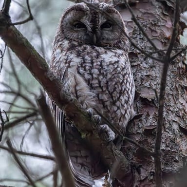 An owl perched on a branch in a dim woodland setting