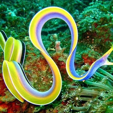 An eel swims underwater, its long, slender body resembling a snake.