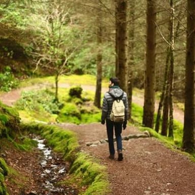 A pedestrian footpath through a wooded area