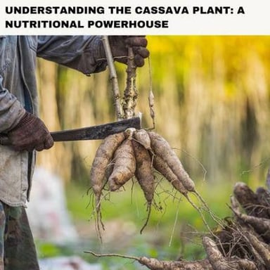 A cassava plant alongside its starchy tuberous roots.