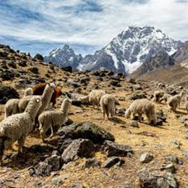 An alpaca, a fleece-producing camelid native to the Andes.