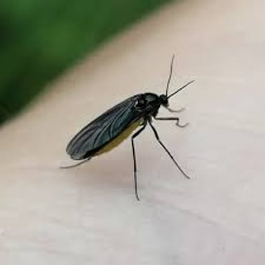 A small gnat, a tiny flying insect.
