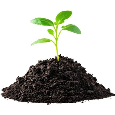 A young green sprout emerging from the soil.