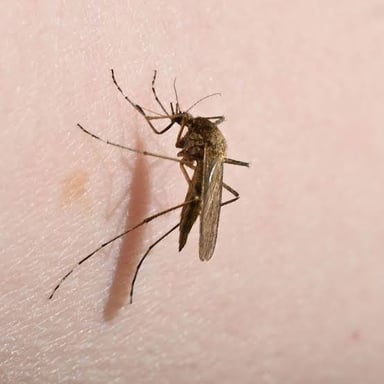 A mosquito, a familiar example of a pest.