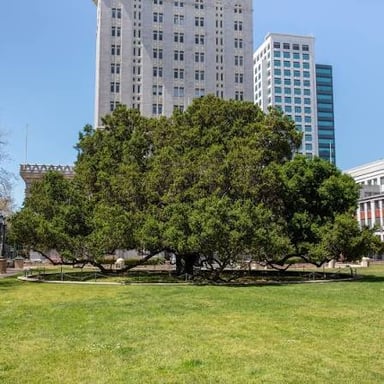 An oak tree associated with Oakland, California.