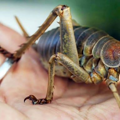 A large New Zealand wētā, a cricket-like insect with long antennae.