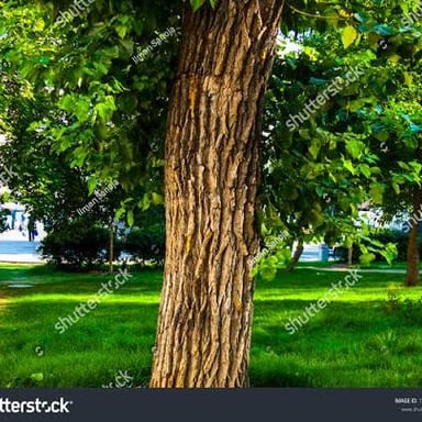 A close-up view of textured bark on an oak tree