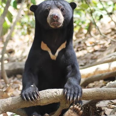 A Malayan sun bear in a Southeast Asian forest