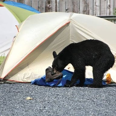 Black bear near a campground