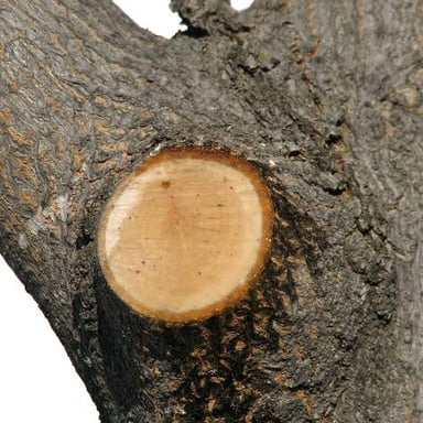 A branch extending from the trunk of a tree