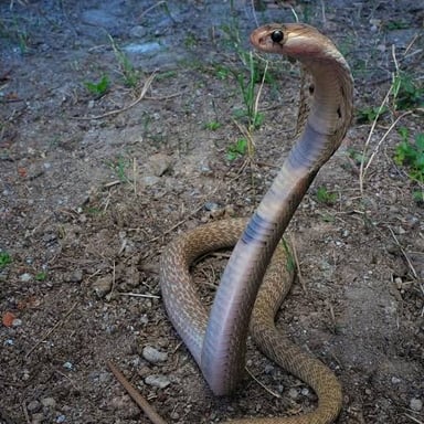 A cobra with its neck ribs spread into a visible hood.