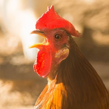 A chicken with its beak open as if squawking.