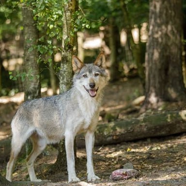 A gray wolf standing among trees in a forest.