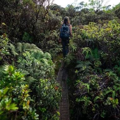 The forested summit area of Mount Kaʻala, Oahu’s highest peak.