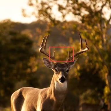 A deer antler with several pointed tines.
