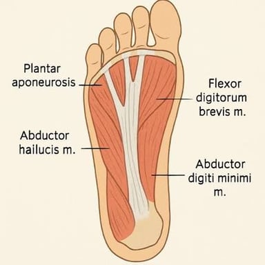 The underside of a human foot, from the heel to the toes.