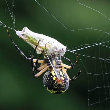 A spider on a web of silk threads.