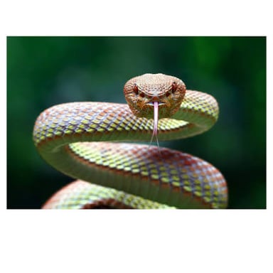 A snake with its mouth open in a defensive hiss.