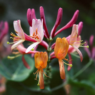 Sweet-smelling flowers associated with a pleasant aroma