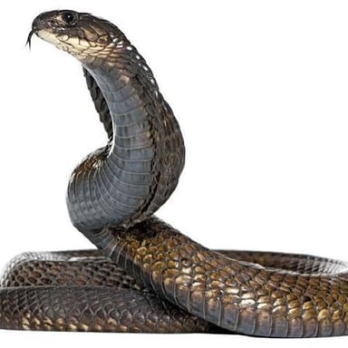 An Egyptian cobra with its hood spread, representing the Nile cobra referred to by the clue.