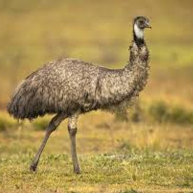 An emu standing among vegetation in the Australian bush