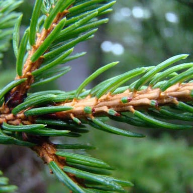 A pine tree showing its needle-like leaves and cones