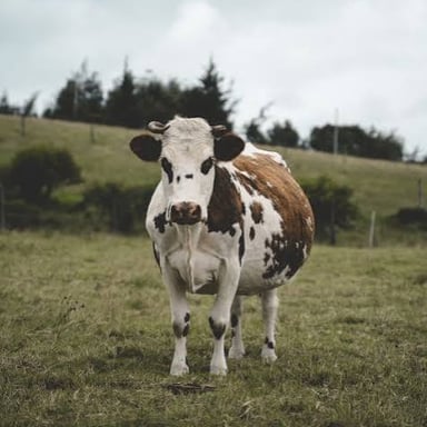 A cow standing in a grassy pasture.