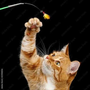 A cat reaching out with one paw to bat at a toy.