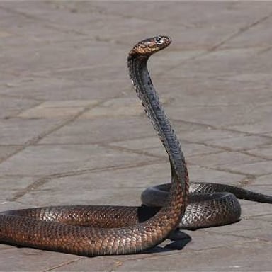 An Egyptian cobra, a venomous snake associated with Egypt.