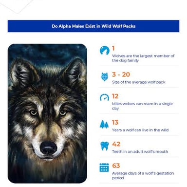 A dominant-looking wolf at the front of a pack.