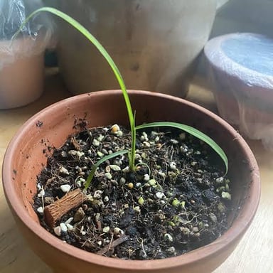 One narrow green blade of grass growing from the ground.