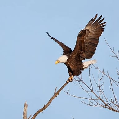A bird settling onto a tree branch.
