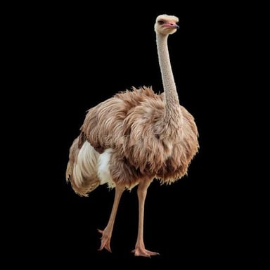 An ostrich stands upright on its two legs.