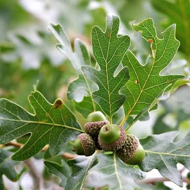 An oak tree branch bearing acorns among its leaves.