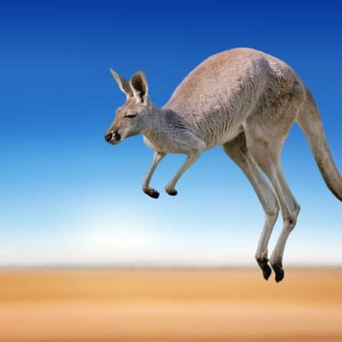 A kangaroo moving by hopping.