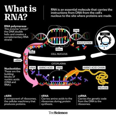 An educational illustration of RNA involved in protein synthesis.