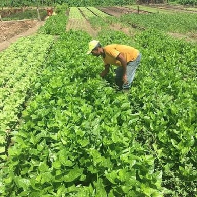 A farmer working among rows of vegetable crops.