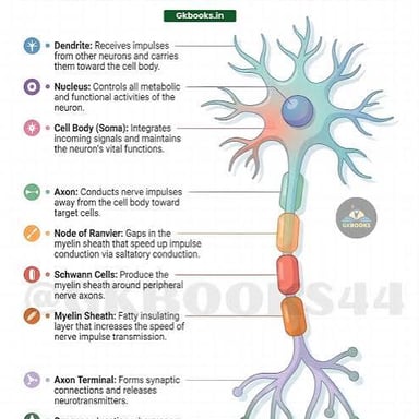 A neuron illustration showing its axon extending from the cell body.