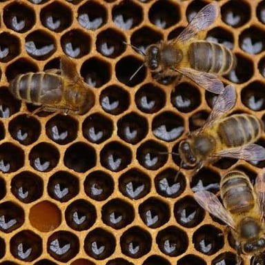 Honeybees gathered around a hive