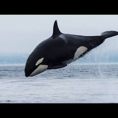An orca breaching above the ocean surface.