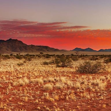 A landscape in the Kalahari Desert in Botswana.
