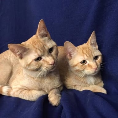 Two shelter cats resting together as a bonded pair.