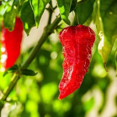 A red ghost pepper, also known as bhut jolokia.