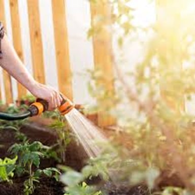 A garden hose spraying water onto plants.
